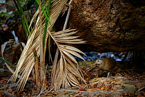 Lord Howe Rail / Woodhen  (Gallirallus sylvestris) juvenile in forest, Lord Howe island, Lord Howe Island Group UNESCO Natural World Heritage Site, New South Wales, Australia, October 2012.