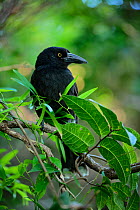 Lord Howe currawong (Strepera graculina crissalis) in Malabar Hill forest, endemic to Lord Howe island, Lord Howe Island Group UNESCO Natural World Heritage Site, New South Wales, Australia