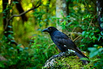 Lord Howe currawong (Strepera graculina crissalis) in Malabar Hill forest, endemic to Lord Howe island, Lord Howe Island Group UNESCO Natural World Heritage Site, New South Wales, Australia.