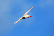 Red-tailed tropicbird (Phaethon rubricauda) in flight, Malabar Hill, Lord Howe island, Lord Howe Island Group UNESCO Natural World Heritage Site, New South Wales, Australia