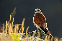 Australian kestrel (Falco cenchroides) on a seacliff, Malabar Hill, Lord Howe island, Lord Howe Island Group UNESCO Natural World Heritage Site, New South Wales, Australia