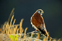 Australian kestrel (Falco cenchroides) on seacliff, Malabar Hill, Lord Howe island, Lord Howe Island Group UNESCO Natural World Heritage Site, New South Wales, Australia