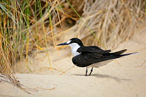 Sooty Tern (Sterna fuscata) in sand, Blinky Beach, Lord Howe island, Lord Howe Island Group UNESCO Natural World Heritage Site, New South Wales, Australia