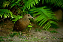 Lord Howe Rail or Woodhen (Gallirallus sylvestris) in forest, Lord Howe island, Lord Howe Island Group UNESCO Natural World Heritage Site, New South Wales, Australia