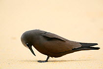 Brown noddy (Anous stolidus) at Blinky Beach, Lord Howe island, Lord Howe Island Group UNESCO Natural World Heritage Site, New South Wales, Australia