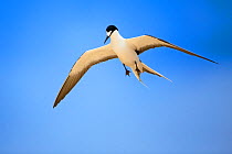 Sooty Tern (Sterna fuscata) in flight, Blinky Beach, Lord Howe island, Lord Howe Island Group UNESCO Natural World Heritage Site, New South Wales, Australia