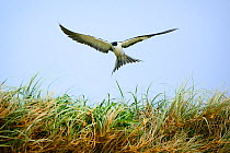 Sooty Tern (Sterna fuscata) in flight, Blinky Beach, Lord Howe island, Lord Howe Island Group UNESCO Natural World Heritage Site, New South Wales, Australia