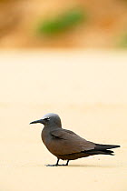 Brown Noddy (Anous stolidus) on ground, Blinky Beach, Lord Howe island, Lord Howe Island Group UNESCO Natural World Heritage Site, New South Wales, Australia
