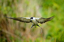 Sooty tern (Sterna fuscata) in flight, Neds Beach, Lord Howe island, Lord Howe Island Group UNESCO Natural World Heritage Site, New South Wales, Australia