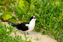 Sooty Tern (Sterna fuscata) calling, Neds Beach, Lord Howe island, Lord Howe Island Group UNESCO Natural World Heritage Site, New South Wales, Australia