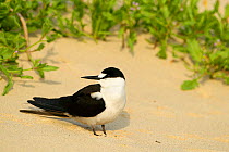 Sooty Tern (Sterna fuscata) on ground, Neds Beach, Lord Howe island, Lord Howe Island Group UNESCO Natural World Heritage Site, New South Wales, Australia