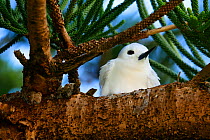 White tern (Gygis alba), Lord Howe island, Lord Howe Island Group UNESCO Natural World Heritage Site, New South Wales, Australia