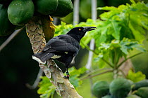 Lord Howe Island Currawong (Strepera graculina crissalis), endemic subspecies of the Pied Currawong, Lord Howe island, Lord Howe Island Group UNESCO Natural World Heritage Site, New South Wales, Austr...