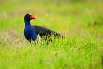 Purple swamphen (Porphyrio porphyrio), Lord Howe island, Lord Howe Island Group UNESCO Natural World Heritage Site, New South Wales, Australia