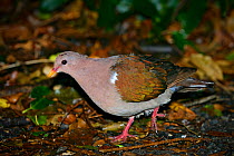 Emerald dove (Chalcophaps indica) on grounf in coastal forest, Lord Howe island, Lord Howe Island Group UNESCO Natural World Heritage Site, New South Wales, Australia, October.