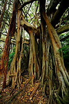 Banyan tree (Ficus macrophylla) on the trail to Valley of the Shadows, Lord Howe island, Lord Howe Island Group UNESCO Natural World Heritage Site, New South Wales, Australia, October.
