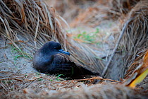 Wedge-tailed Shearwater (Puffinis pacificus) at nest, n the breeding colony, Lord Howe island, Lord Howe Island Group UNESCO Natural World Heritage Site, New South Wales, Australia, October.