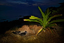 Wedge-tailed shearwater (Puffinis pacificus) at dusk, Lord Howe island, Lord Howe Island Group UNESCO Natural World Heritage Site, New South Wales, Australia, October.