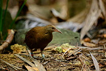 Lord Howe Rail or Woodhen (Gallirallus sylvestris)  Lord Howe Island Group UNESCO Natural World Heritage Site, New South Wales, Australia