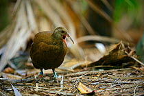Lord Howe Rail (Gallirallus sylvestris)  Lord Howe Island Group UNESCO Natural World Heritage Site, New South Wales, Australia, October.