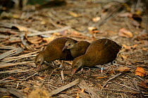 Lord Howe rail  (Gallirallus sylvestris) adult and young, Lord Howe island, Lord Howe Island Group UNESCO Natural World Heritage Site, New South Wales, Australia