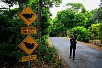 Mutton birds / Flesh-footed Shearwater (Puffinus carneipes) and Lord Howe Rail (Gallirallus sylvestris) warning sign on the road at Lord Howe island, Lord Howe Island Group UNESCO Natural World Herita...