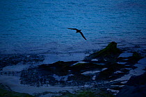 Wedge-tailed shearwater (Puffinis pacificus) at dusk, Lord Howe island, Lord Howe Island Group UNESCO Natural World Heritage Site, New South Wales, Australia