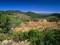 Rural landscape in Sant Antoni de Portmany, Ets Amunts, Ibiza biodiversity and culture UNESCO World Heritage Site, Spain.