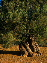 Olive tree (Olea europaea) in Sant Mateu d'Aubarca, Ets Amunts, Ibiza biodiversity and culture UNESCO World Heritage Site,  Spain.