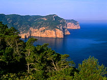 Sea cliffs and Aleppo Pine forests (Pinus halepensis) in Cap des Rubio from Na Xamena, Port of Sant Miquel, Ets Amunts, Ibiza biodiversity and culture UNESCO World Heritage Site, Spain.