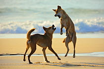 Dingo (Canis lupus dingo) fighting on a beach. Fraser Island UNESCO World Heritage Site. Queensland, Australia, November.