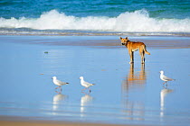 Dingo (Canis lupus dingo) with Silver Gull (Larus navaehollandiae) on  beach, Fraser Island UNESCO World Heritage Site. Queensland, Australia, November.