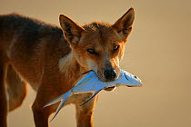 Dingo (Canis lupus dingo)  carrying  fish, Fraser Island UNESCO World Heritage Site. Queensland, Australia, November.