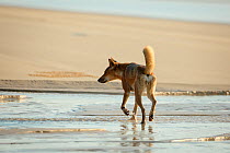 Dingo (Canis lupus dingo) on beach,  Fraser Island UNESCO World Heritage Site. Queensland, Australia, November.