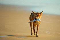 Dingo (Canis lupus dingo) on the beach carrying a fish, Fraser Island UNESCO World Heritage Site. Queensland, Australia, November.