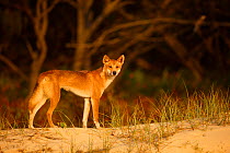 Dingo (Canis lupus dingo) on the beach at night, Fraser Island UNESCO World Heritage Site.  Queensland, Australia, November.
