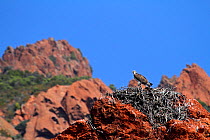 Osprey (Pandion haliaetus) in its nest, Volcanic rock (porphyre rhyolite) Scandola marine reserve, Gulf of Porto UNESCO World Heritage Site, Regional Natural Park of Corsica, Corsica, France, Septembe...