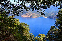 Gulf of Porto seen through Strawberry (Arbutus unedo) trees and pine trees,   Gulf of Porto UNESCO World Heritage Site, Regional Natural Park of Corsica, Corsica, France, September 2008.