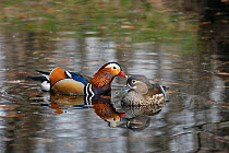 Mandarin duck (Aix galericulata) male and female on water, Lazo reserve, Sikhote Alin UNESCO Natural World Heritage Site, Primorskiy krai,  Far East Russia. April.