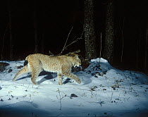 Amur lynx (Lynx lynx stroganovi) Lazo reserve, Sikhote Alin UNESCO Natural World Heritage Site,  Primorskiy krai,  Far East Russia. December.
