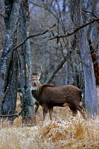Sika deer (Cervus nippon) Central Sikhote-Alin UNESCO World Heritage Site, Primorskiy krai,Far East Russia. November