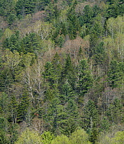 Mixed forest, Ternejski District, Central Sikhote-Alin UNESCO World Heritage Site, Primorskiy krai,  Far East Russia. May 2007.