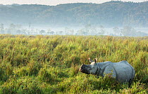 Indian rhinoceros (Rhinoceros unicornis) in tall grass.  Kaziranga National Park UNESCO Natural World Heritage Site, India.