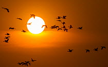 Flock of Bar-headed Geese (Anser indicus) winter migratory birds, returning to park at dusk after feeding on nearby agriculture fields.  Keoladeo / Bharatpur National Park UNESCO Natural World Heritag...