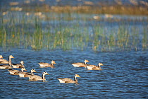 Bar-headed geese (Anser indicus) winter migratory birds, swimming, Keoladeo / Bharatpur National Park UNESCO Natural World Heritage Site, India