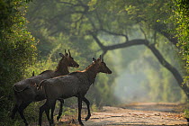 Nilgai (Boselaphus tragocamelus) young bulls, Keoladeo / Bharatpur National Park UNESCO Natural World Heritage Site,  India