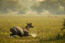Nilgai (Boselaphus tragocamelus) bull wading through swamp, Keoladeo / Bharatpur National Park UNESCO Natural World Heritage Site,  India