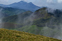 Deforested mountain slopes with tea plantations, Eravikulam National Park,Western Ghats UNESCO Natural World Heritage Site, India