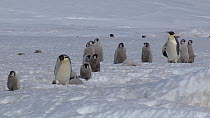 Emperor penguin (Aptenodytes forsteri) chicks walking, some falling over, Adelie Land, Antarctica, January.