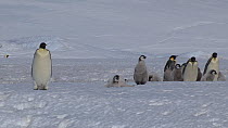 Emperor penguin (Aptenodytes forsteri) leading group of chicks, one following and calling, Adelie Land, Antarctica, January.